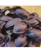 Albahaca Crimson King