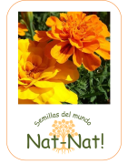 tagete doble enano bonita (Tagetes patula nana)