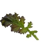 mostaza oak fire (semillas ecológicas)