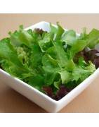 Lechuga Baby Leaf Mix - semillas no tratadas