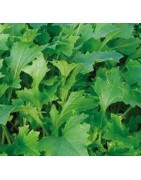 Namenia - semillas no tratadas