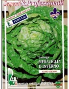 lechuga maravilla de invierno 'Val D'Orge' - semillas ecológicas