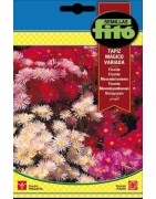 ficoide tapiz mágico