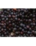 col kale para germinados (semillas ecológicas)