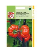 nakati (Solanum aethiopicum) berenjena etíope