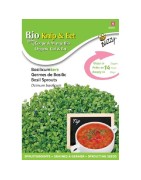 brotes de albahaca ecológicos