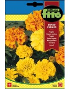 tagete enano variado