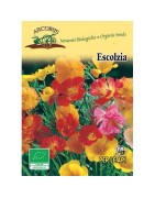 amapola de California (Eschscholzia californica) semillas ecológicas