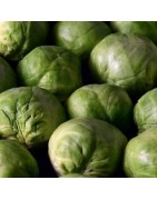 Col de Bruselas idemar - semillas no tratadas