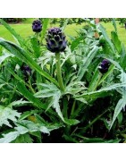 Alcachofa Violeta de Provenza (semillas no tratadas)
