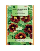 capuchina black velvet (Tropaeolum majus nanun)