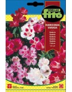 Godecia rubriconda variada