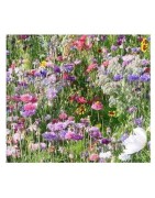 flores para las abejas (semillas ecológicas)