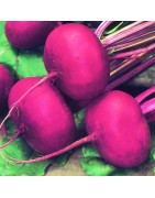 Remolacha Egipcia - semillas no tratadas