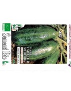 pepino carosello spuredda de Lecce - semillas ecológicas