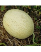 Melón blanco de Ribatejo - semillas no tratadas
