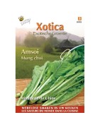 amsoi mug choi (Brassica Juncea)