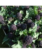 brocoli de floretes morados summer purple (semillas sin tratamiento)