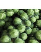 Col de Bruselas groninger - semillas no tratadas