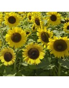 girasol enano sunspot  (semillas no tratadas)