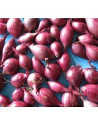 bulbos de cebolla roja larga tropeana - ecológico