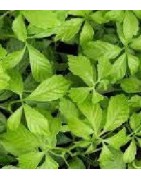 jiagoulan - (Gynostemma pentaphyllum)