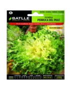 escarola perruca del Prat sel rizos