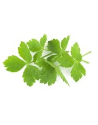 Mitsuba, Mashimori (perejil japones) semillas no tratadas