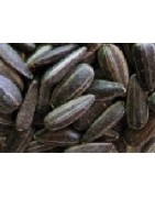 girasol para germinados (semillas ecológicas)