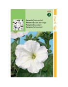 petunia blanca bola de nieve