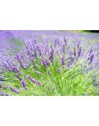 alhucema (lavandula lanata)
