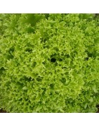 Lechuga Nives
