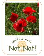 amapola silvestre (Papaver rhoeas)