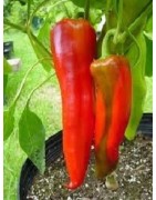 pimiento Aconcagua (plante ecológico)
