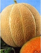 melón hale's best (semillas ecológicas)
