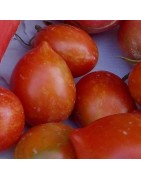 Tomate Brin de Muguet - semillas no tratadas