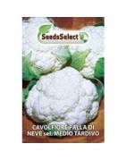 colifor bola de nieve medio tardia