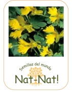 capuchina trepadora de los canarios (tropaeolum peregrinum)