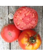 tomate amish paste - semillas ecológicas