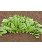 Espinaca butterfly - semillas no tratadas