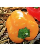 pimiento California wonder amarillo (semillas no tratadas)