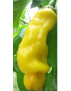 pimiento penis yellow - plantel ecológico