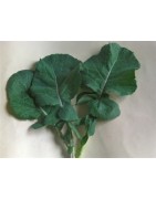kale  esparrago  (semillas ecológicas)