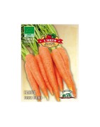 zanahoria roja ottusa (semillas ecológicas)