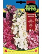 Alhelí Cuarenteno Variado