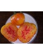 tomate Hillbilly (semillas ecológicas)