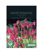 Dodecatheon Red Light