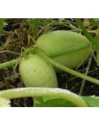 pepino crystal apple (semillas ecológicas)