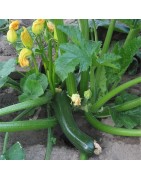 Calabacín Green Bush