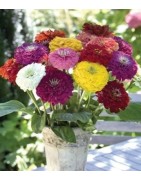 Zinnia Benary´s giant mixed - semillas no tratadas